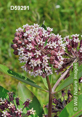 Common Milkweed (Asclepias syriaca)